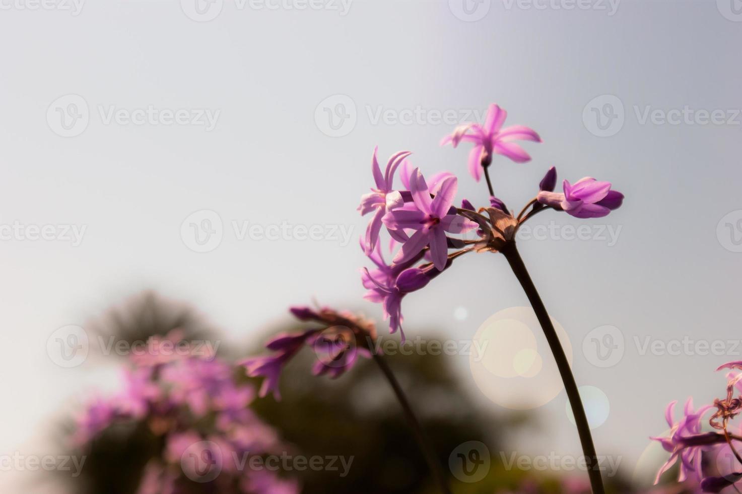 tulbaghia violaceae blomma samhälle vitlök foto