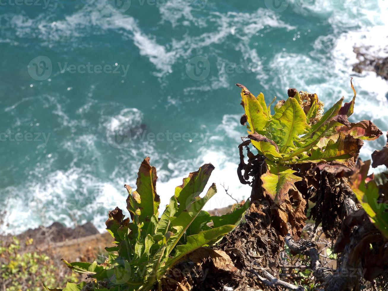 ön teneriffa i spanien foto