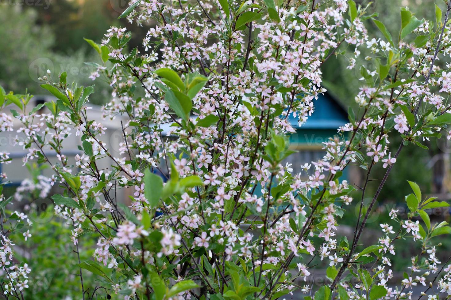 ett blommande äppelträd i bladverket. selektiv inriktning. foto