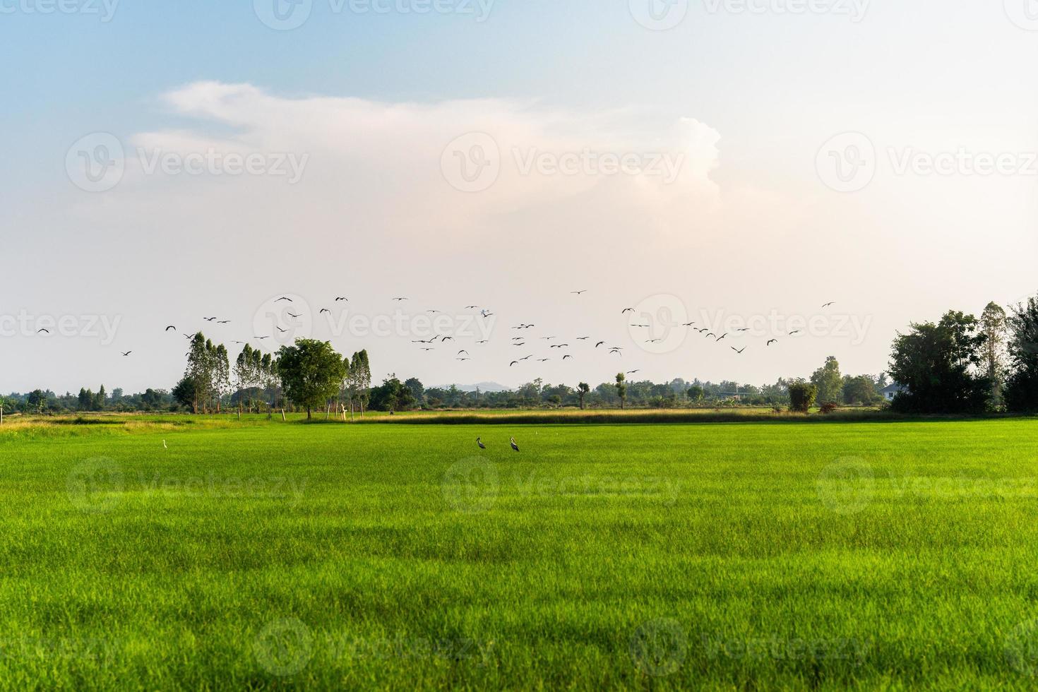 flock fågel, näbbstork som flyger över risfält på kvällen foto