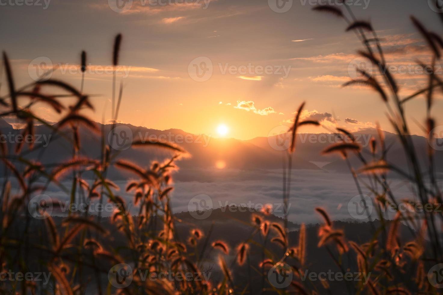 soluppgången lyser över berget med dimmigt och rim ljus på gräs blomma foto