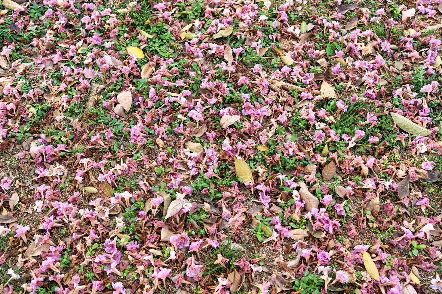 rosa kronblad av rosa trumpetträd, rosa tecoma faller på fältet i trädgården foto