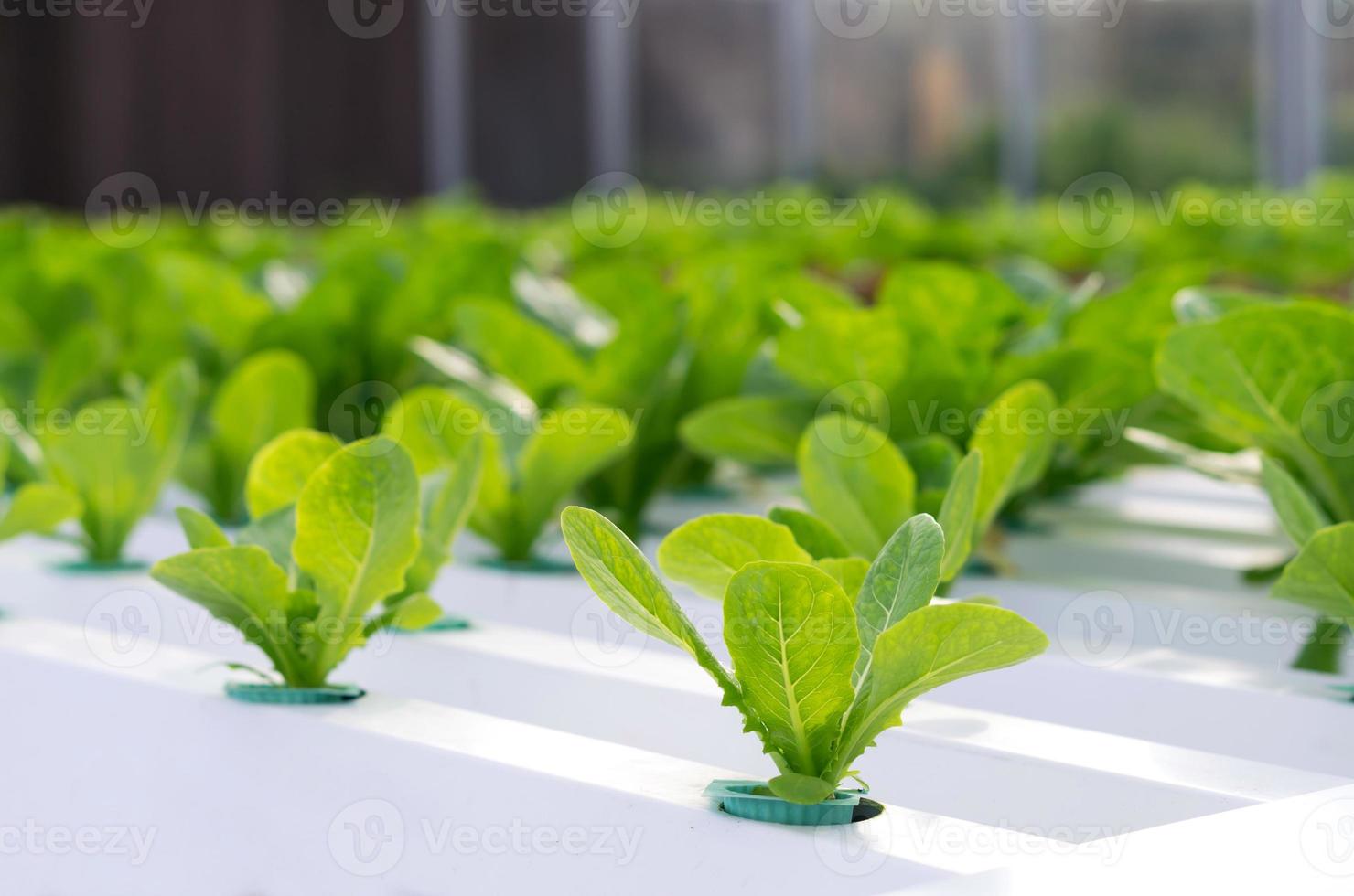 hydroponic grönsak i gården foto