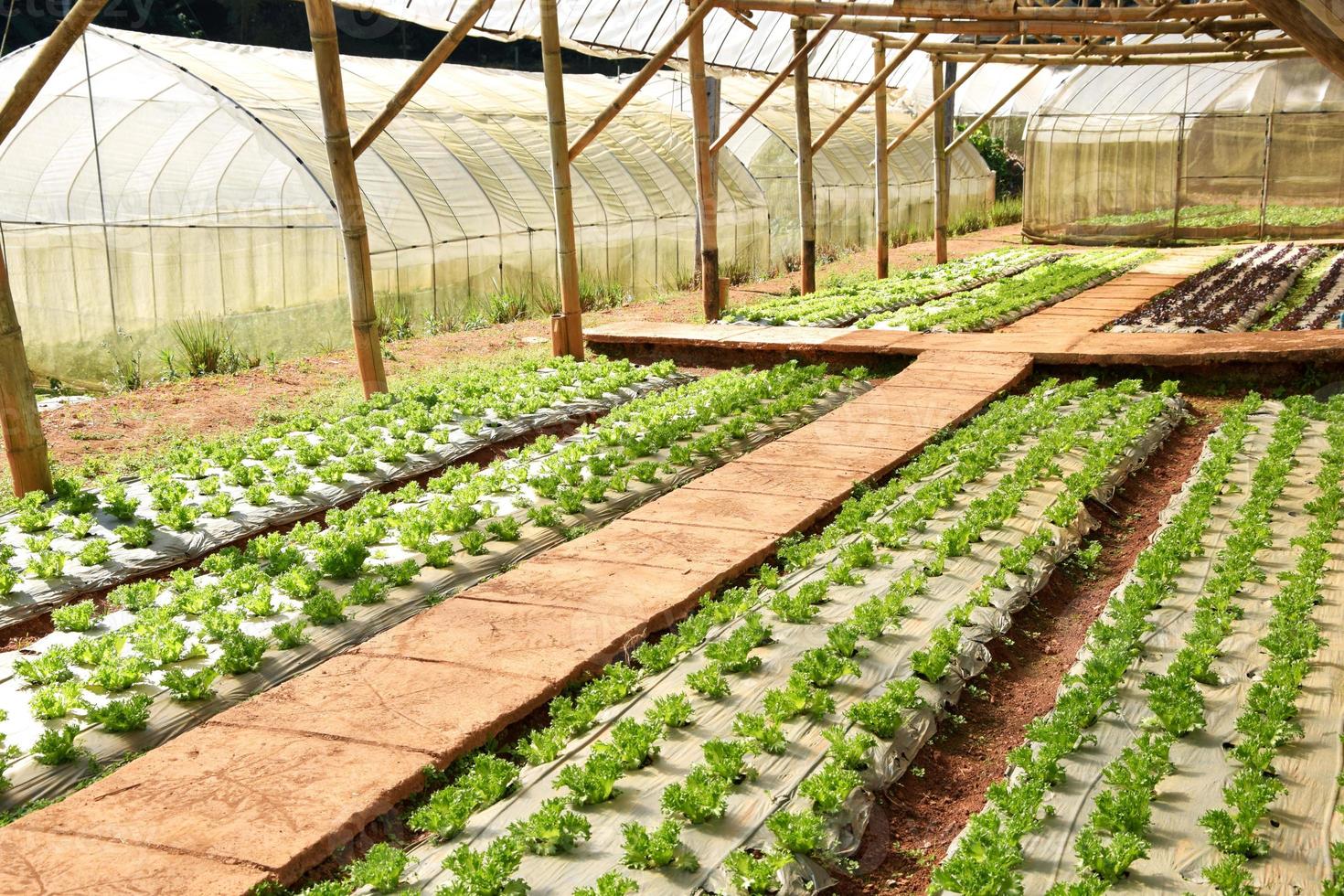 färsk sallad som växer i ett hydroponics-system i växthus foto