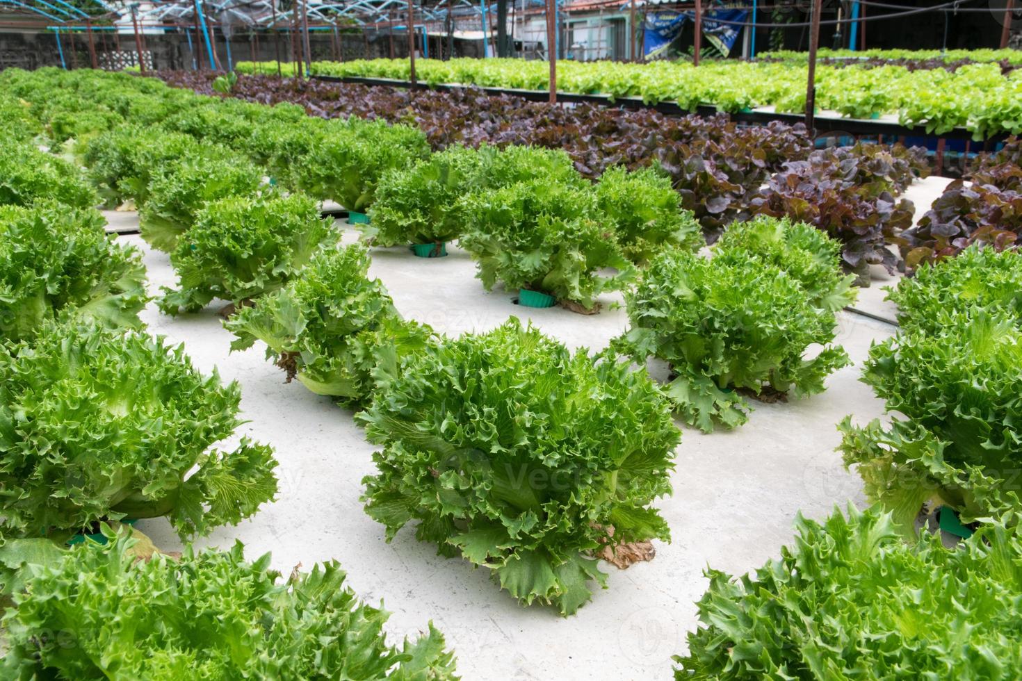 hydroponiska grönsaker som växer i växthus foto