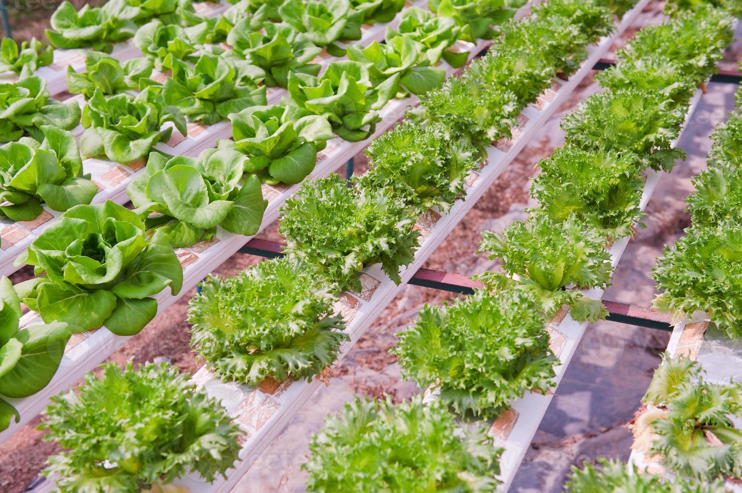 hydroponics grönsak foto