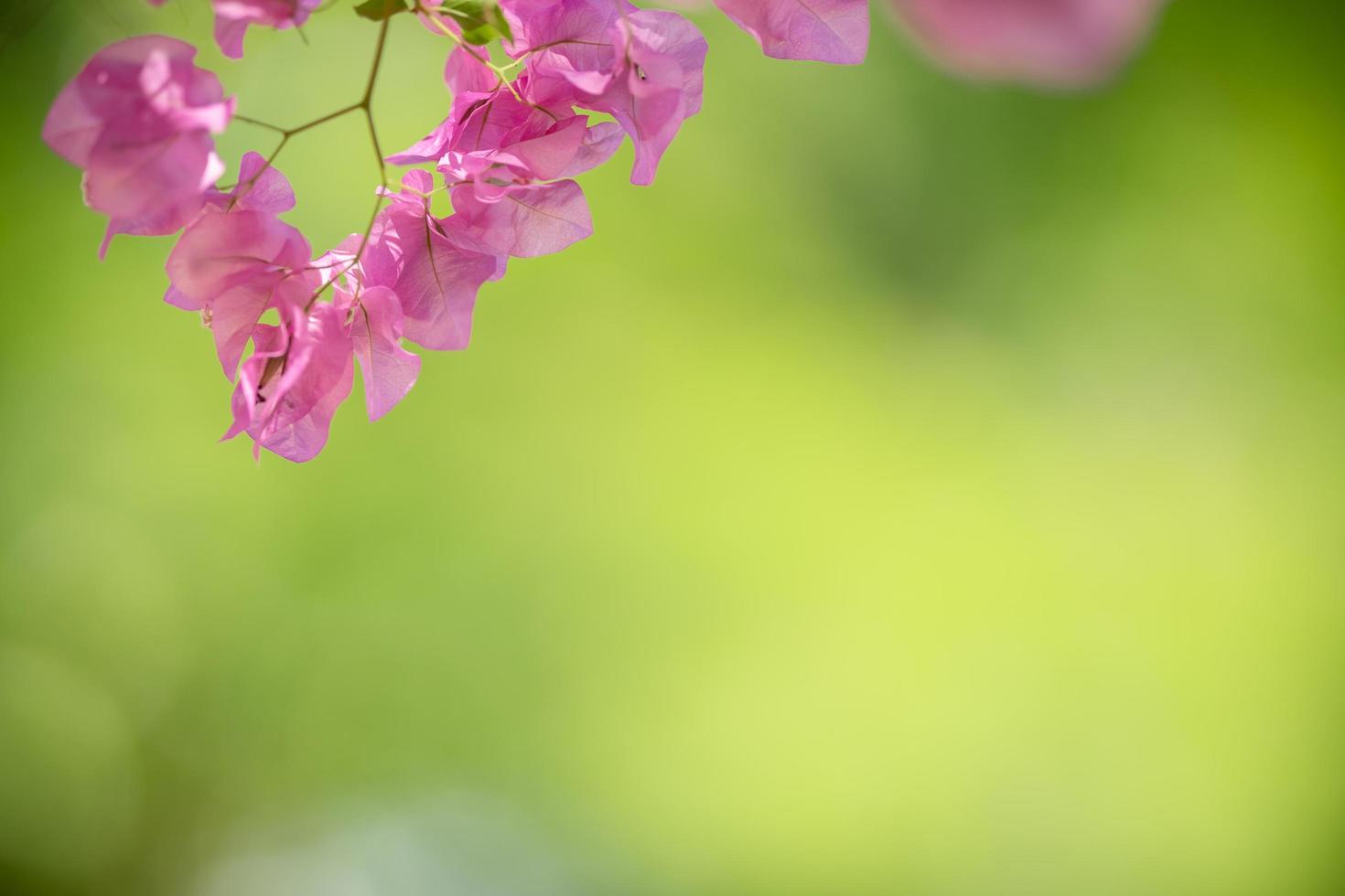 närbild av naturvy rosa bougainvillea på suddig grön bakgrund i solljus med bokeh och kopieringsutrymme med som bakgrund naturliga växter landskap, ekologi tapetkoncept. foto