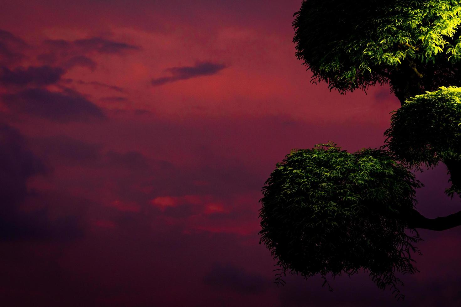 vacker lila himmel och mörka moln med trimmad buske på kvällen. grönt träd och lila himmel bakgrund. foto