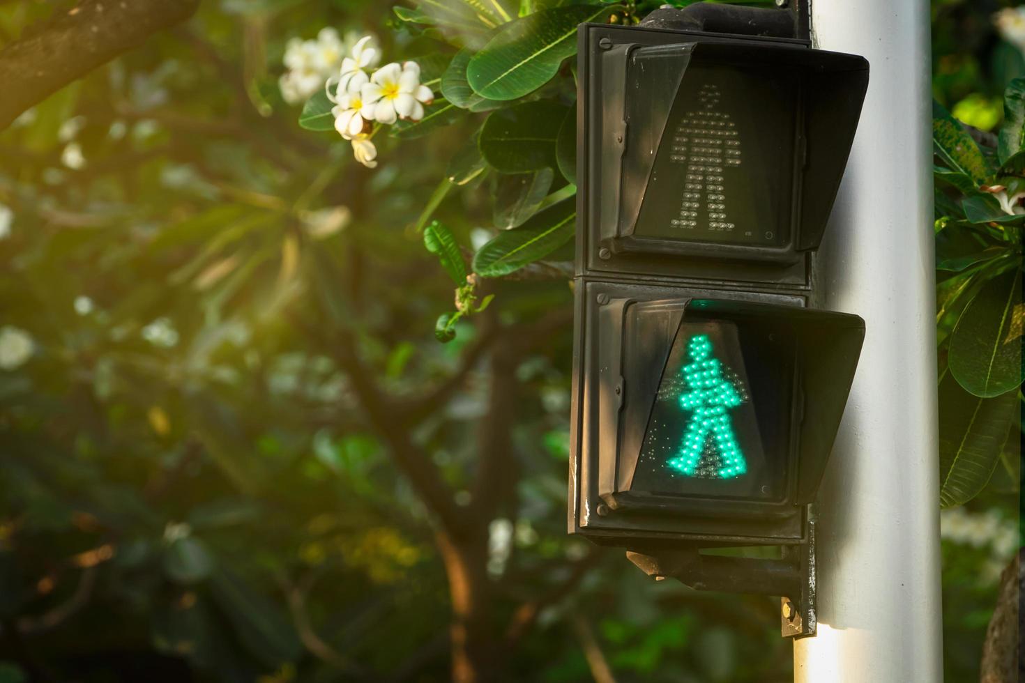fotgängarsignaler på trafikljusstolpen. övergångsställe skylt för säker att gå i staden. övergångsställe signal. grön trafikljus signal på suddig bakgrund av plumeria träd och blommor. foto