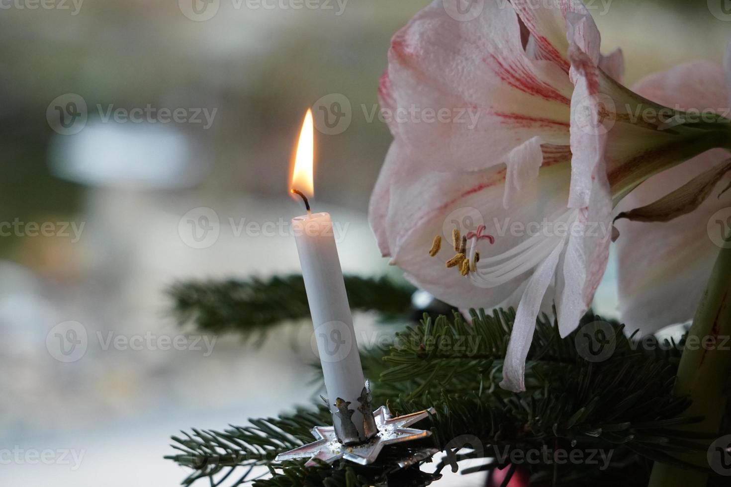 vit amaryllis och vaxljus på den gröna julgranen. foto