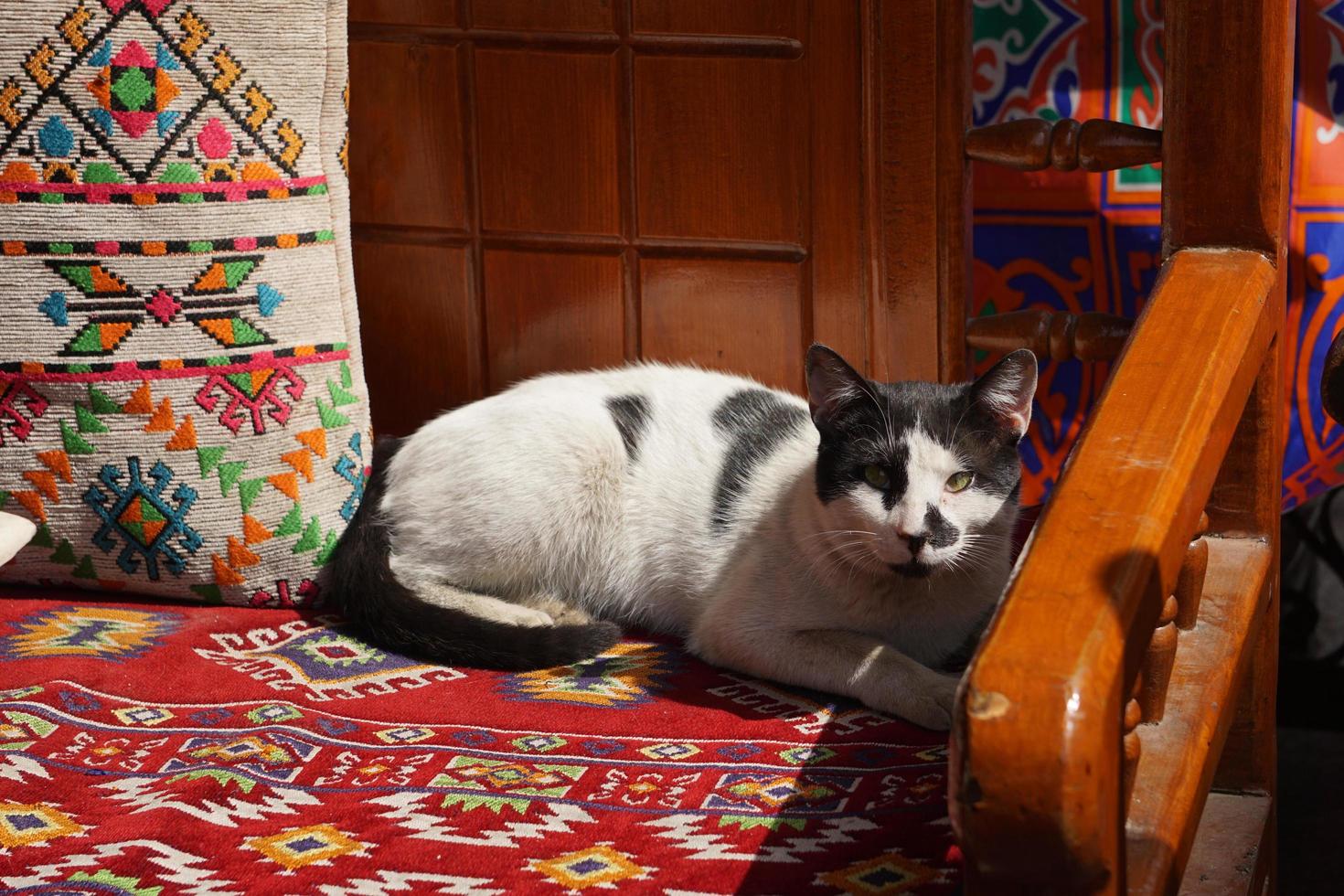 en rolig vit-svart katt som sitter på bänken på stadens café, cairo egypten. foto