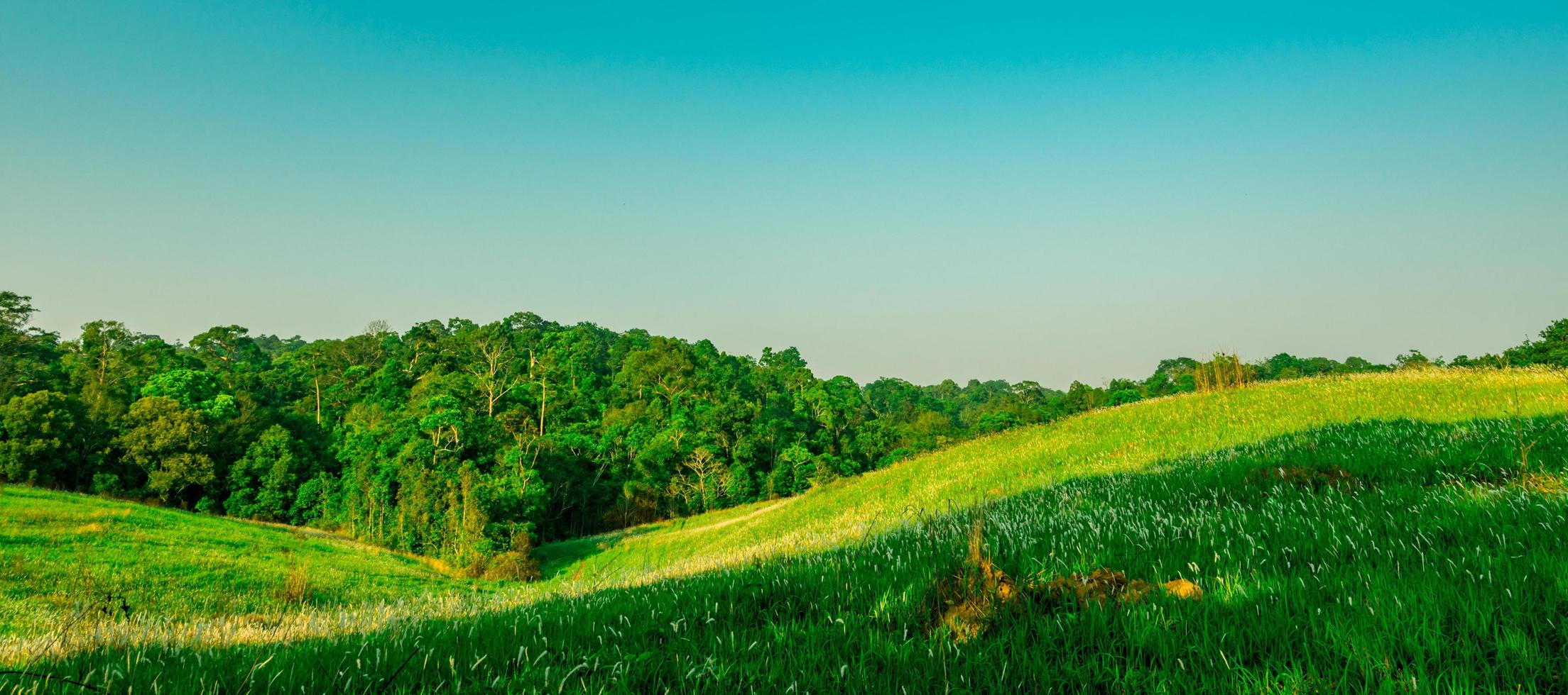 vackert lantligt landskap av grönt gräsfält med vita blommor på klarblå himmel bakgrund på morgonen på solskensdag. skogen bakom kullen. planet jorden koncept. naturens sammansättning foto