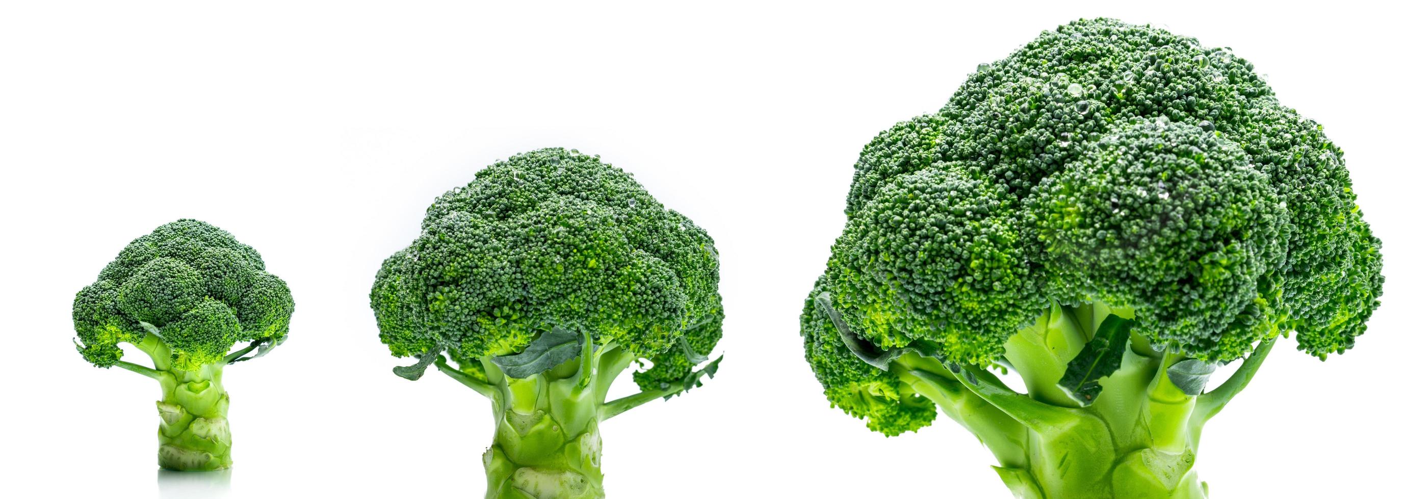 uppsättning grön broccoli brassica oleracea grönsaker naturlig källa till betakaroten, vitamin c, vitamin k, fibermat, folat. färsk broccoli kål isolerad på vit bakgrund. foto