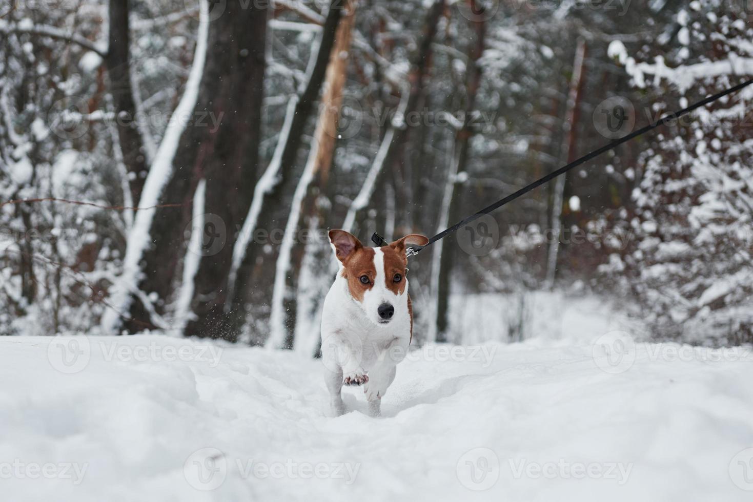 aktivt djur i skogen. närbild porträtt av söt hund som har en promenad våra dörrar på vintern foto