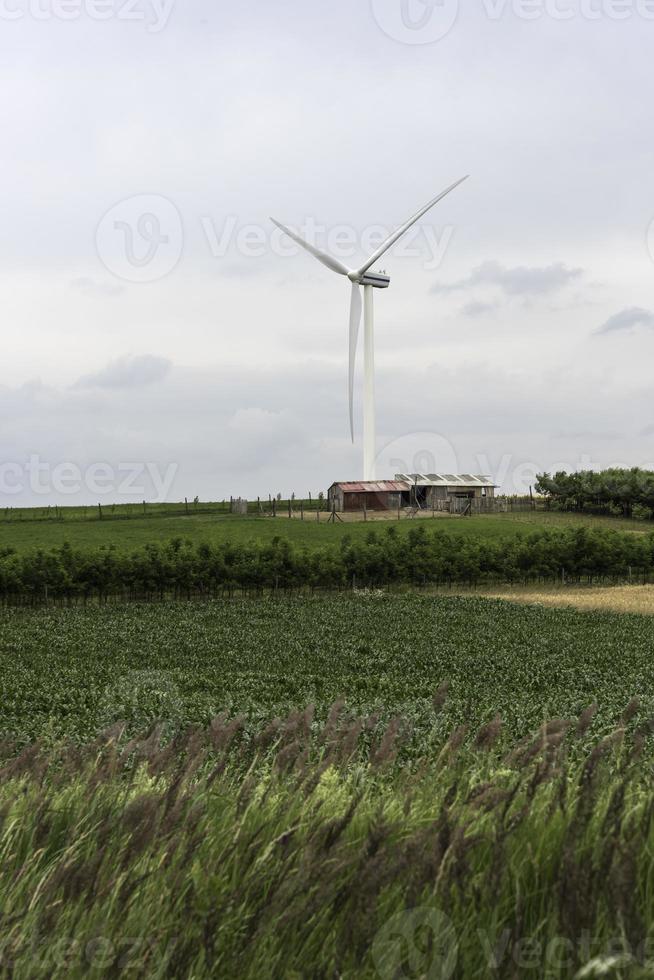 vindkraftverk i fältet av vete och majs foto
