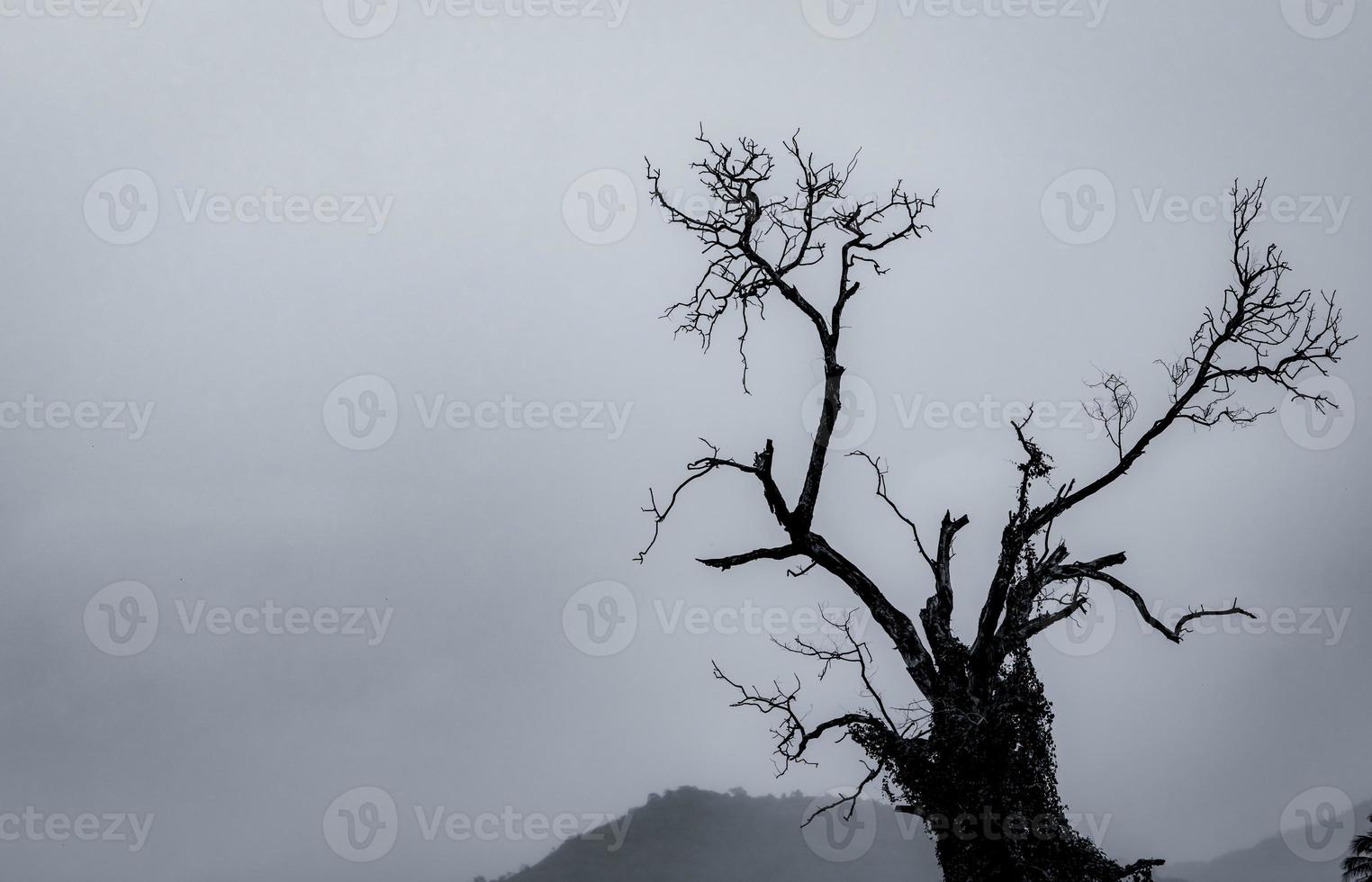 siluett döda träd på mörk dramatisk himmel och vita moln bakgrund för död och fred. halloween dag bakgrund. förtvivlan och hopplöst koncept. ledsen av naturen. död och sorgliga känslor bakgrund. foto