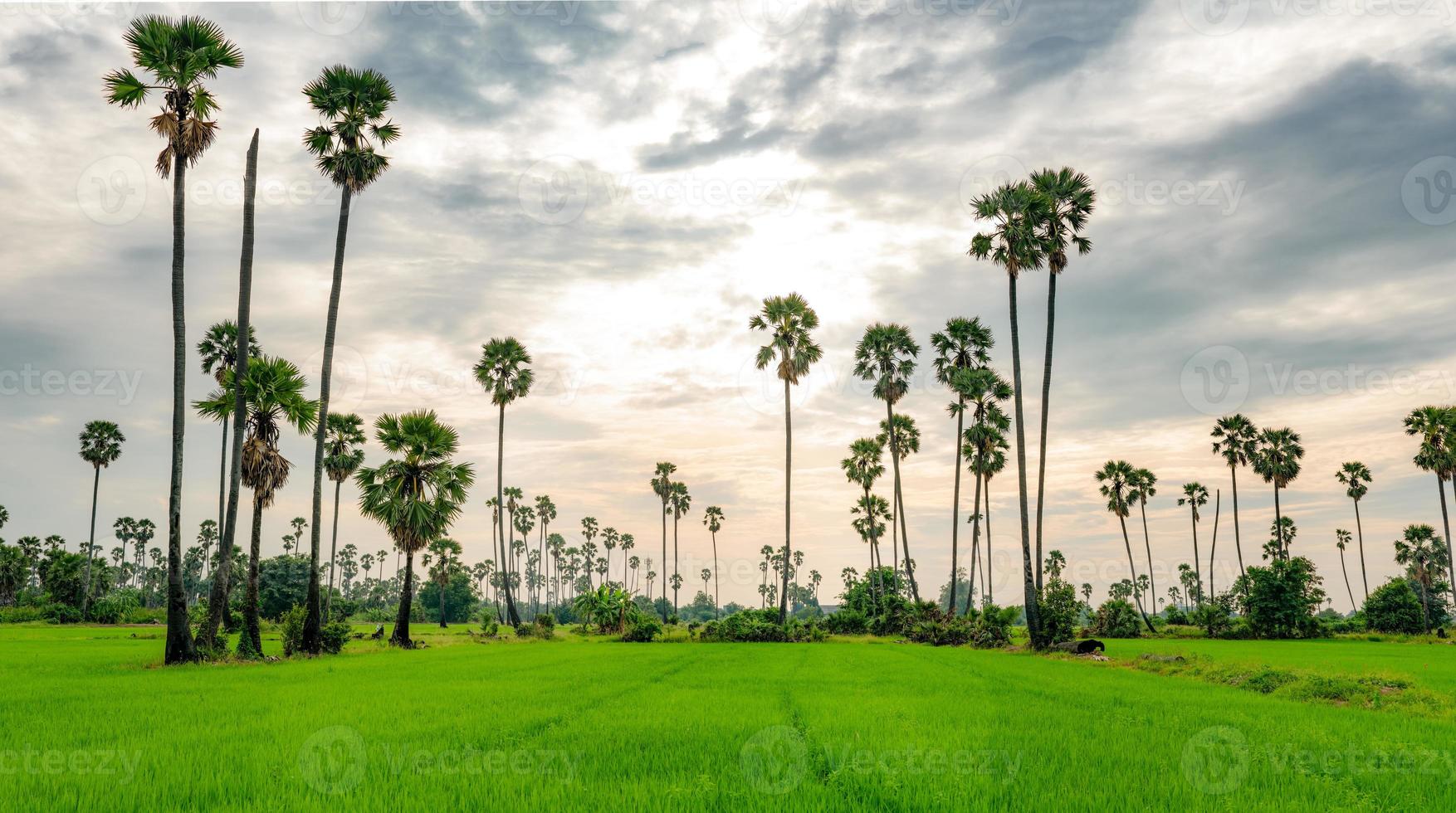 sockerpalm och risfält i thailand med vacker solnedgångshimmel. vackert mönster av socker parm träd. grön risgård på sommaren. landskap av landsbygdens risfält. risplantage på landsbygden. foto