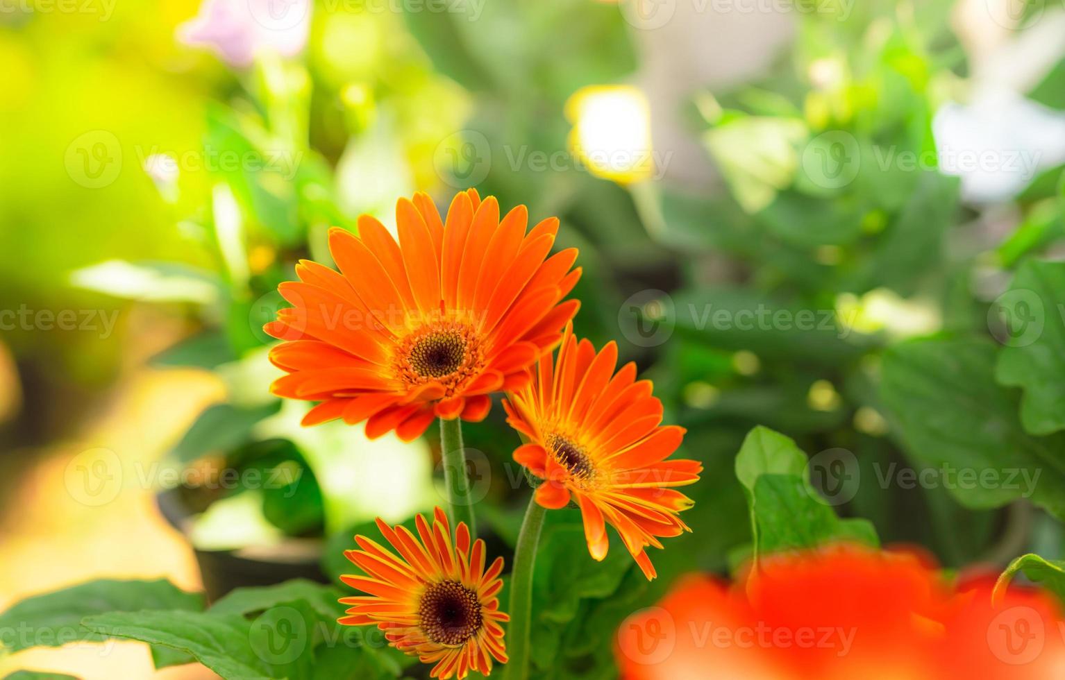 orange gerbera blomma på oskärpa bakgrund av gröna blad i trädgården. dekorativ trädgårdsväxt eller som snittblommor. milda orange kronblad av gerbera. blomsterträdgård med morgonsol. natur närbild. foto