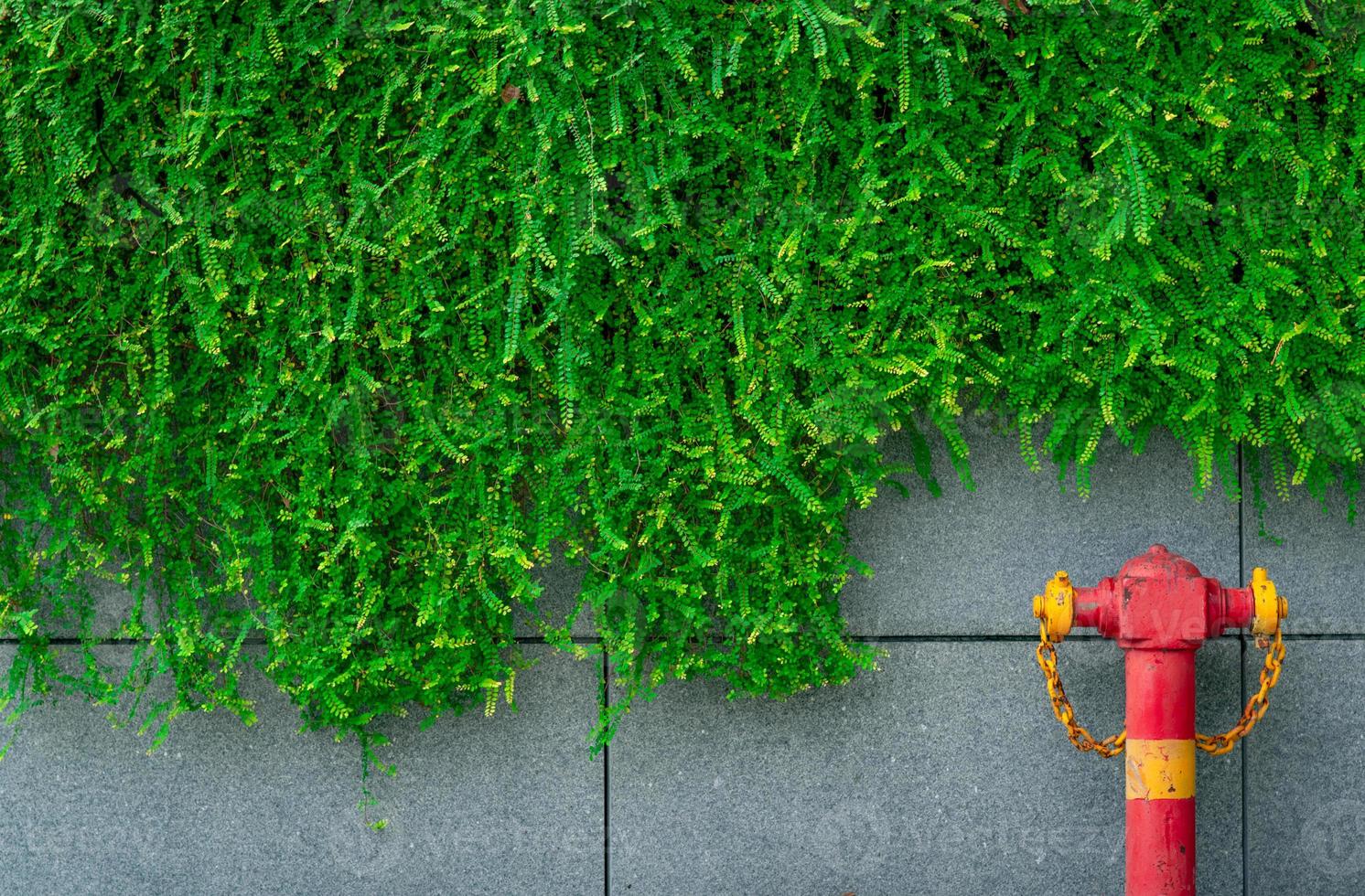 brandsäkerhet pump på textur bakgrund av gröna blad av murgröna hängande på grå betongvägg i staden. översvämningssystem för brandbekämpningssystem. brandskydd för VVS. högtrycksbrandsäkerhetspump. foto