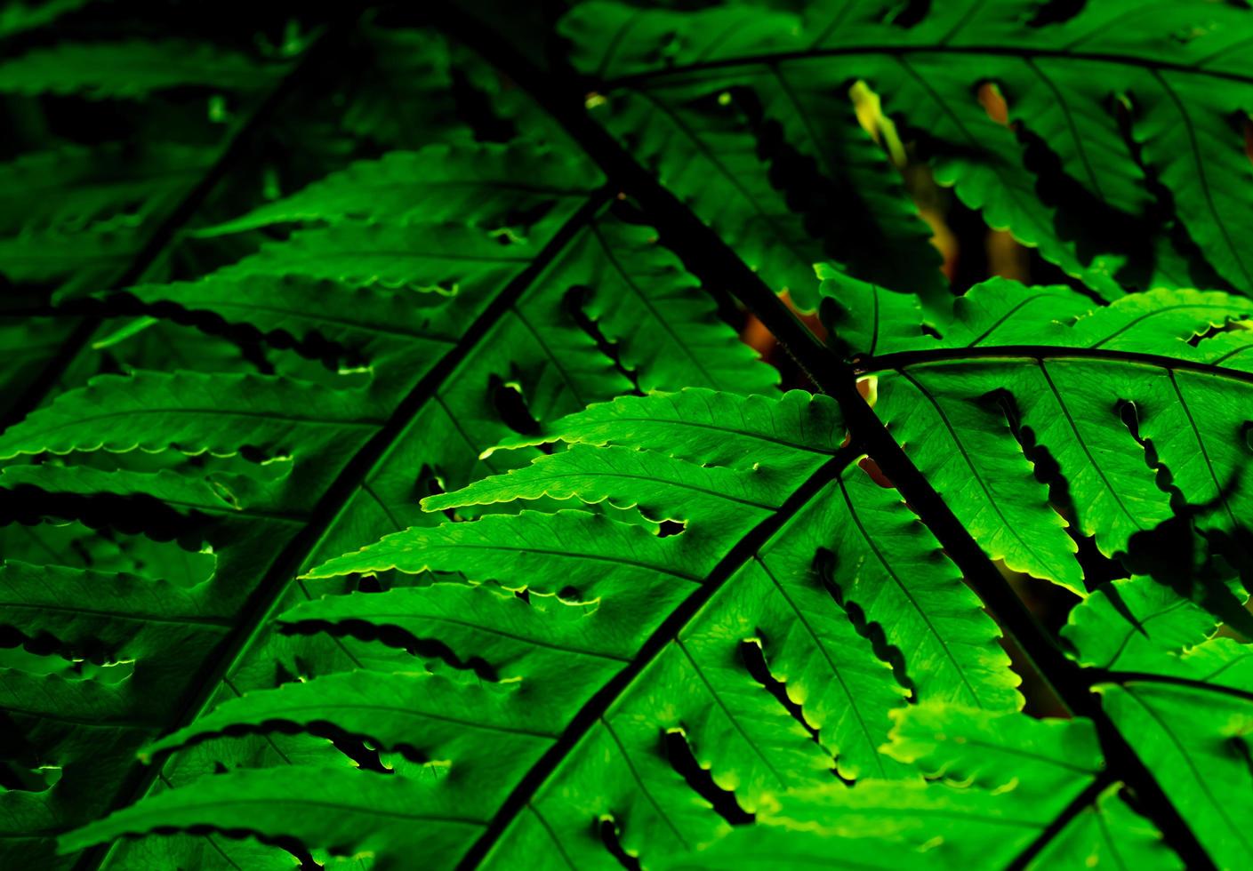 grönt blad med solljus på mörk bakgrund. natur bakgrund. makro skott av ormbunke blad textur. ormbunksblad i skogen. solen skiner genom ormbunksblad på morgonen. eko natur koncept. ekologi. foto