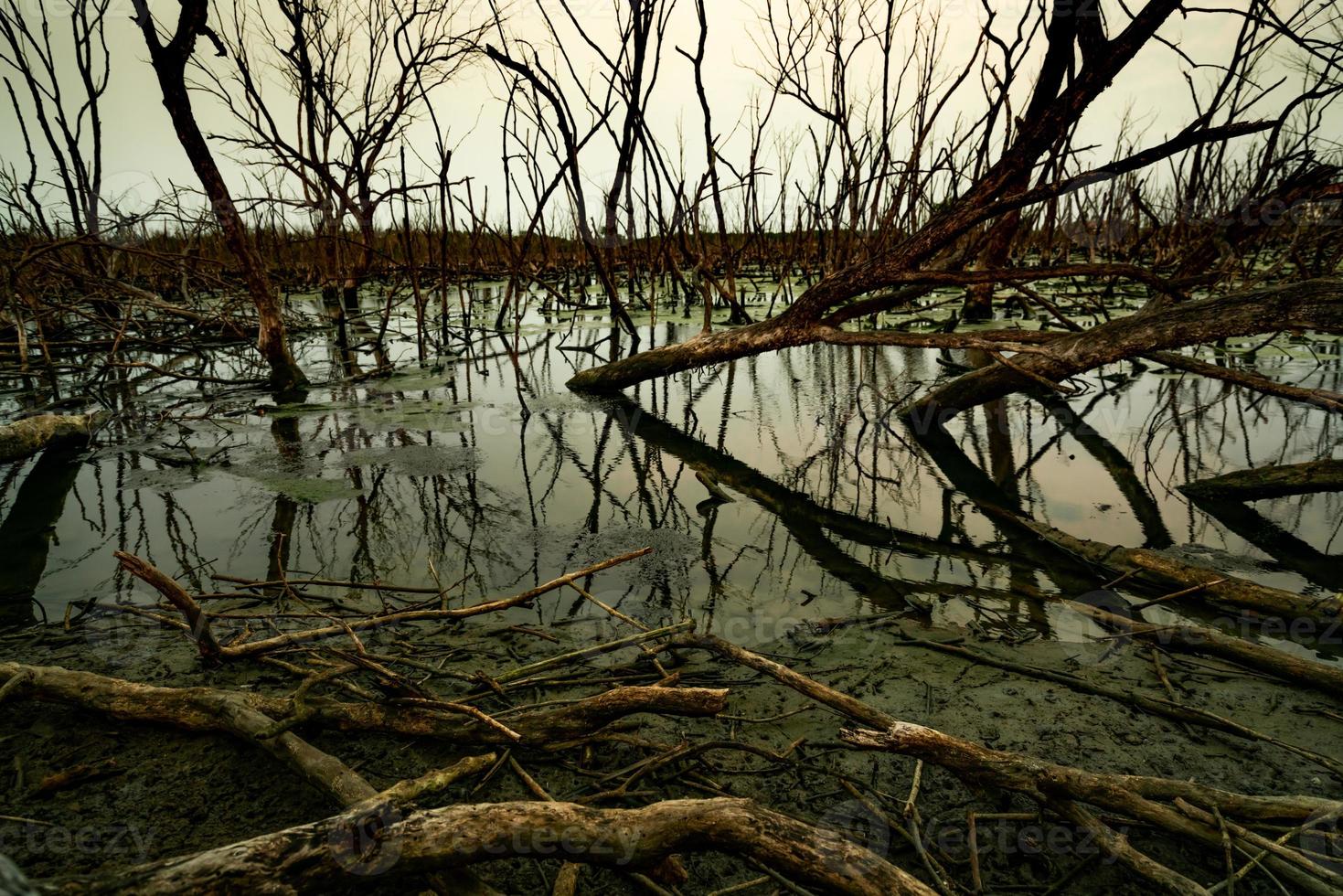 dött träd i översvämmad skog. miljökris från klimatförändringar. mörk bakgrund för döden, ledsen och hopplös. katastrof från avskogning. träd dött av klimatförändringsproblem. sorglig natur. foto