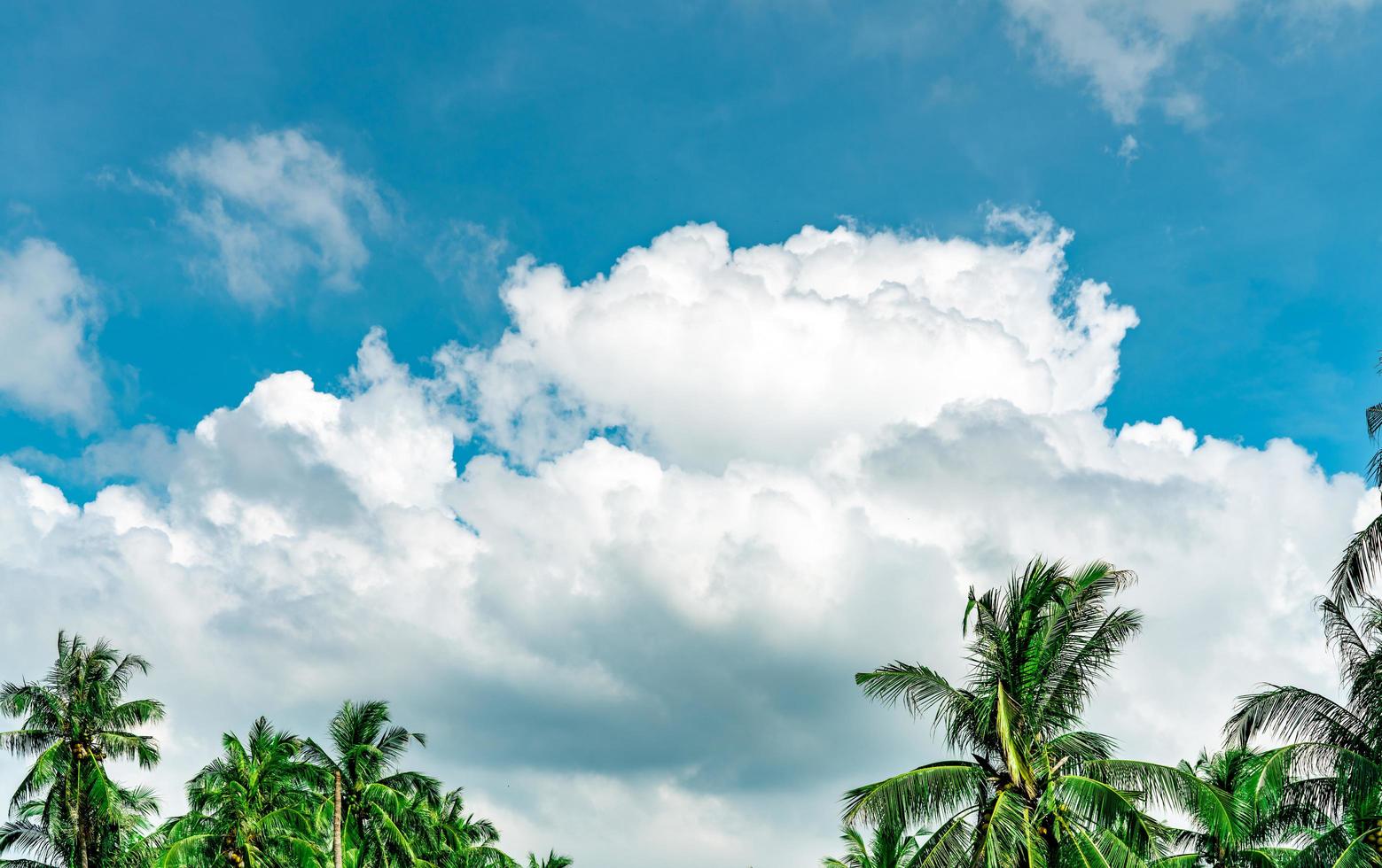 vacker blå himmel och vita cumulusmoln mot kokospalmer på en glad och avslappnad dag. medan borta tid på tropiska sommar semester koncept. toppen av kokospalmen. bakgrund för sommarresor. foto