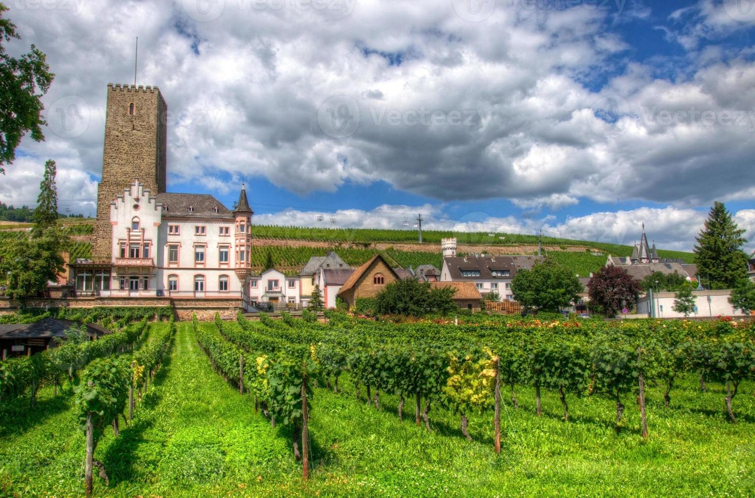 vingård nära fästningen boosenburg, ruedelsheim, hessen, tyskland foto