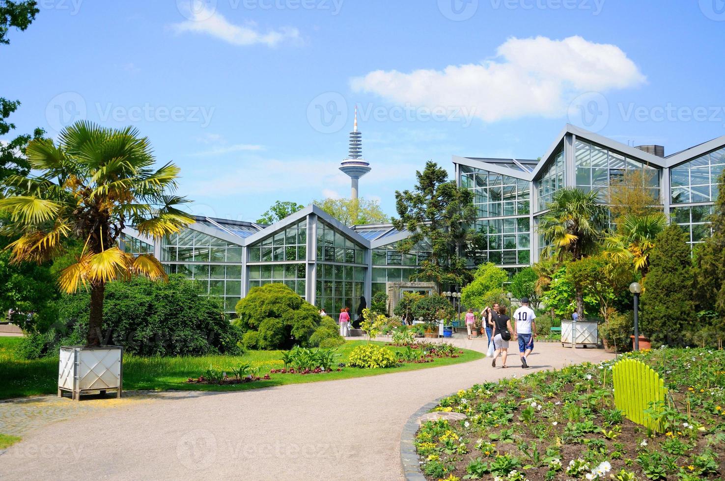 natur palmen garten, frankfurt am main, hessen, tyskland foto