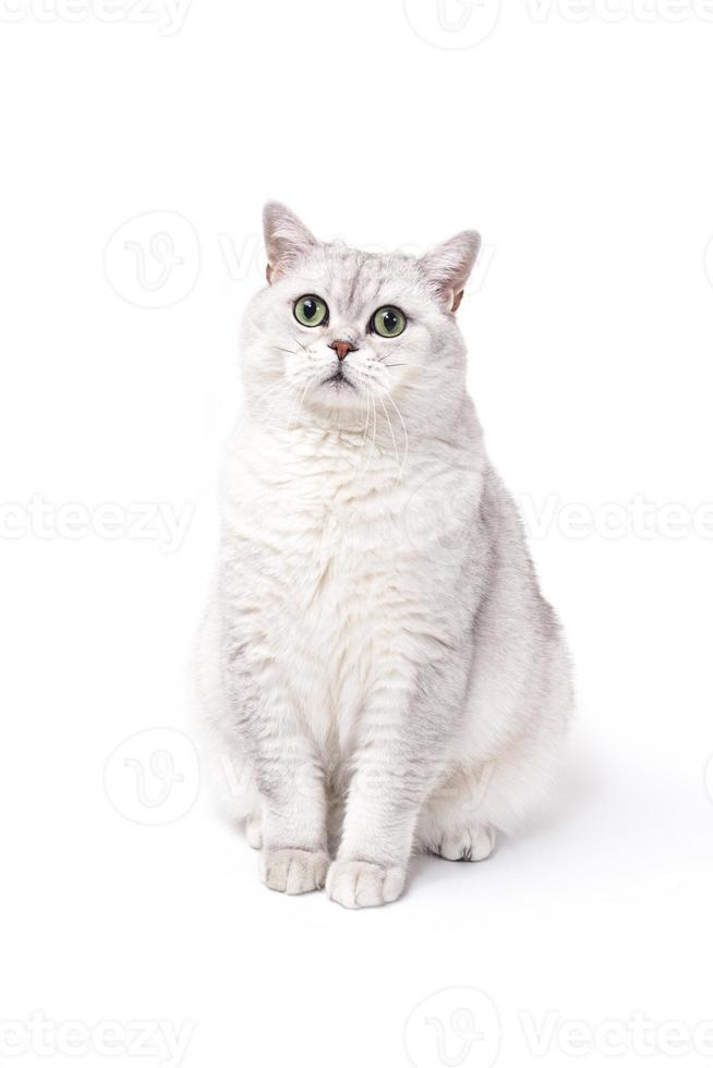 brittisk lorthair rökig katt isolerad på vitt väntar foto