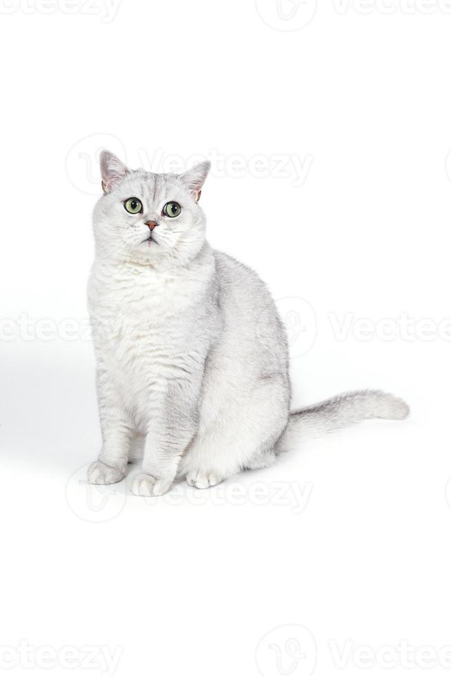 brittisk lorthair rökig katt isolerad på vitt väntar foto