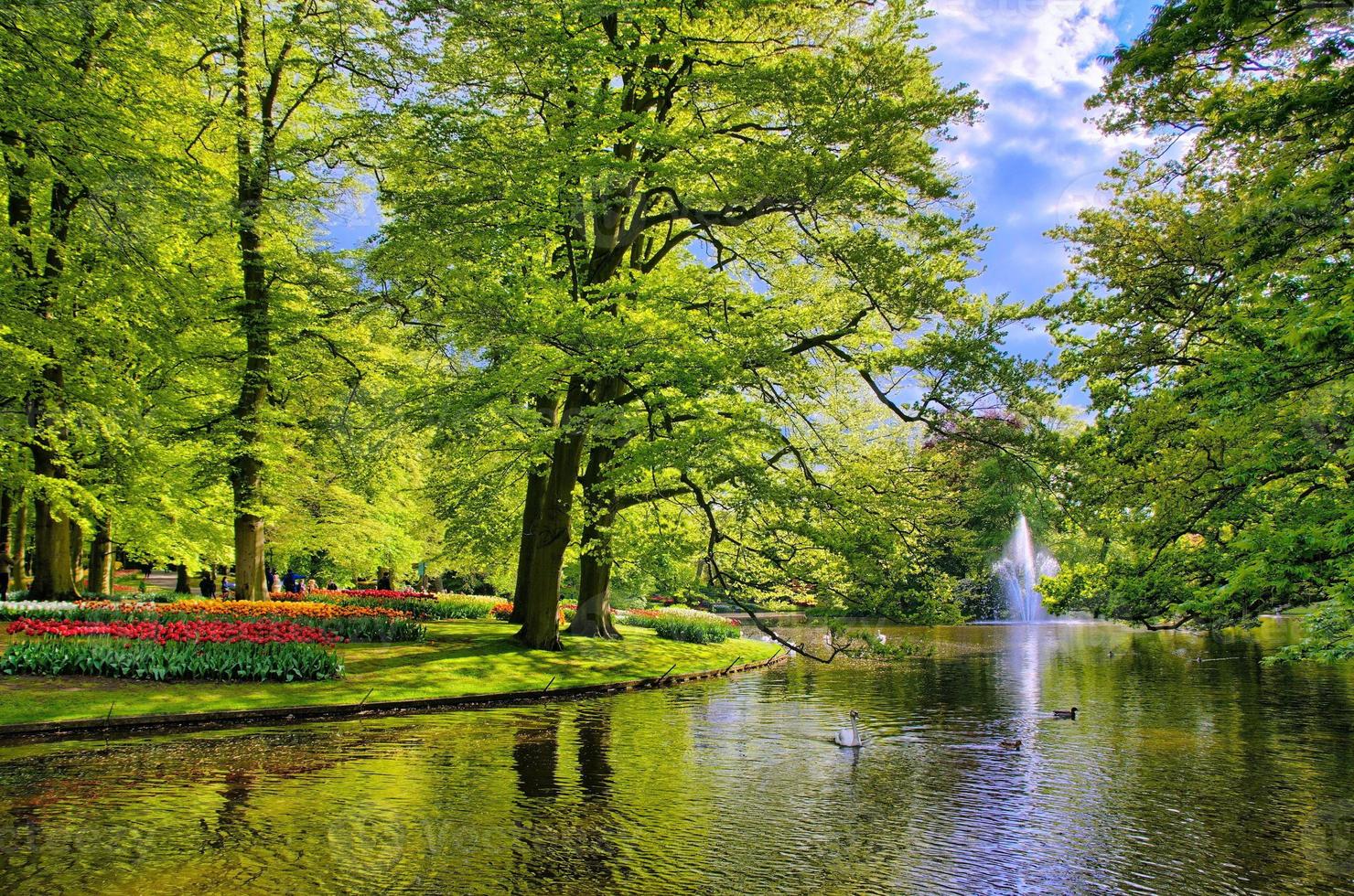 sjö med vackra vita svanar i keukenhof park, lisse, holland foto