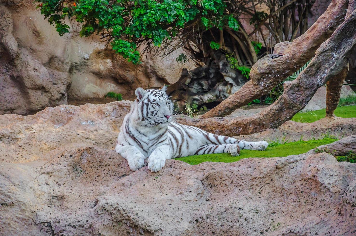 bengal vit tiger i loro parque, teneriffa, kanarieöarna. foto