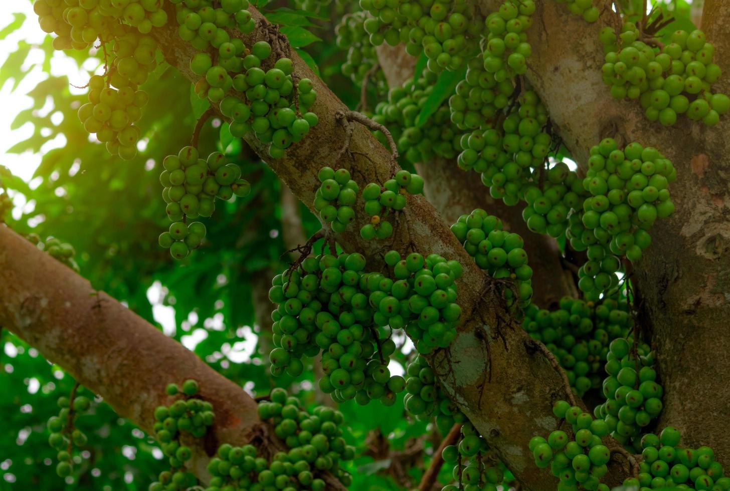 kluster fikon ficus racemosa i tropisk skog. underifrån av grönt träd i tropisk skog. närbild rå och mogen kluster fikon på grenar av träd. ekologisk frukt. gäng grön frukt. foto