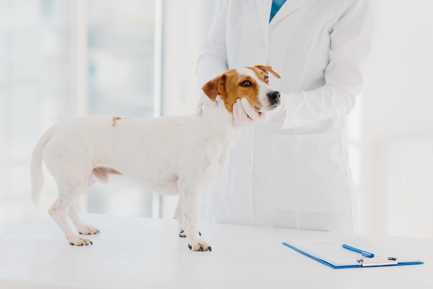 okänt veterinär i vit klänning och handskar undersöker jack russell terrier hund på arbetsplatsen, skriver ner recept i urklipp, jobbar på privat klinik. husdjur kommer på läkarbesök foto