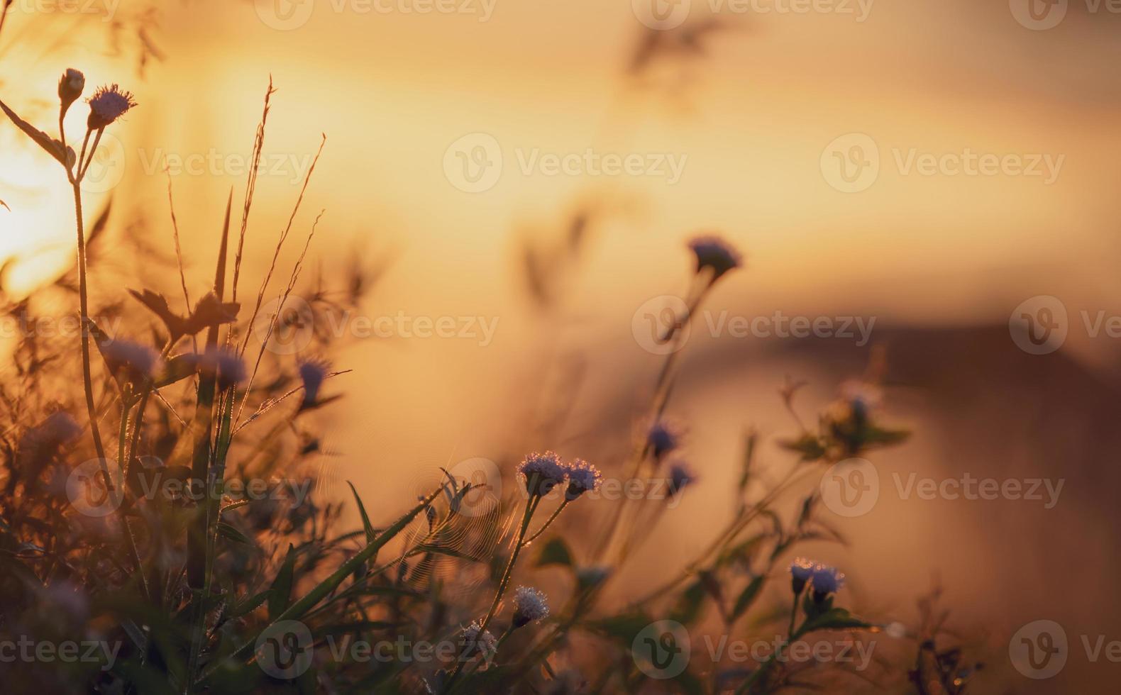 selektivt fokus på gräs blomma och spindelnät på oskärpa bakgrund av orange soluppgång himlen. äng gräs blomma på morgonen med gyllene soluppgång. gräsfält med soluppgångshimlen. lugn och ro. foto