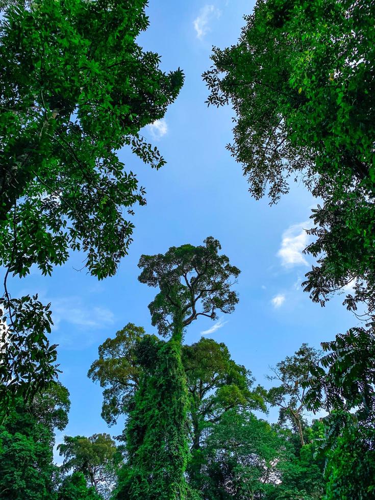 underifrån av grönt träd i tropisk skog med klarblå himmel och vitt moln. underifrån bakgrund av träd med gröna löv och solljus på dagen. högt träd i skogen. djungeln i thailand foto