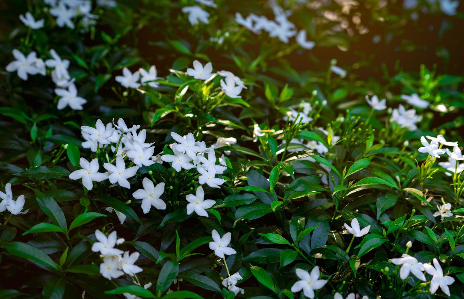 gardenia cape jasmin gardenia jasminoides. vit blomma med gröna blad på morgonen med solljus. fräsch miljö. vit blomma i trädgården. trädgård design och underhåll bakgrund koncept. foto