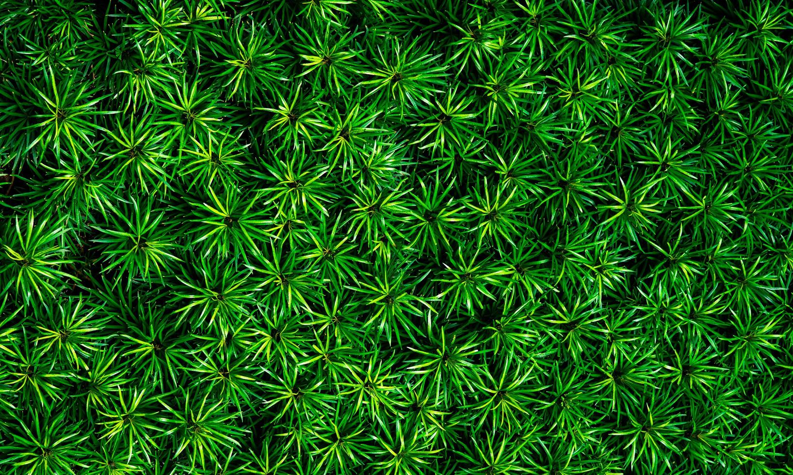 närbild av gröna blad textur bakgrund. gröna blad med vackra mönster i djungeln för ekologiskt koncept. naturlig växt i tropisk trädgård. natur bakgrund. små gröna blad i buske bakgrund. foto