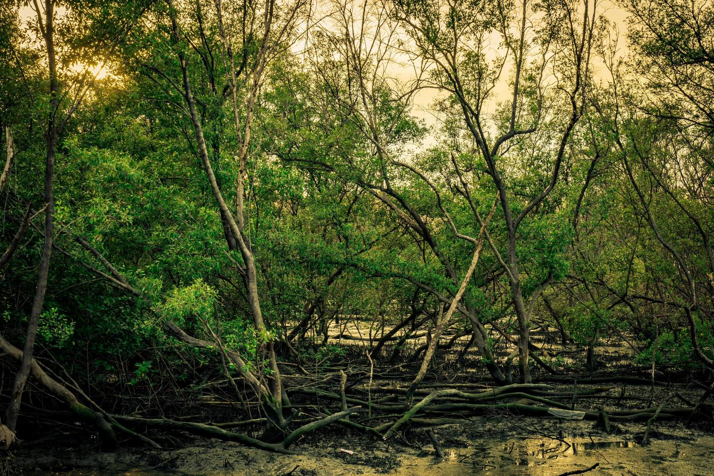 gröna blad av mangroveträd och dött träd i mangroveskog som bakgrund med klarvit himmel. mörk känslomässig scen. foto