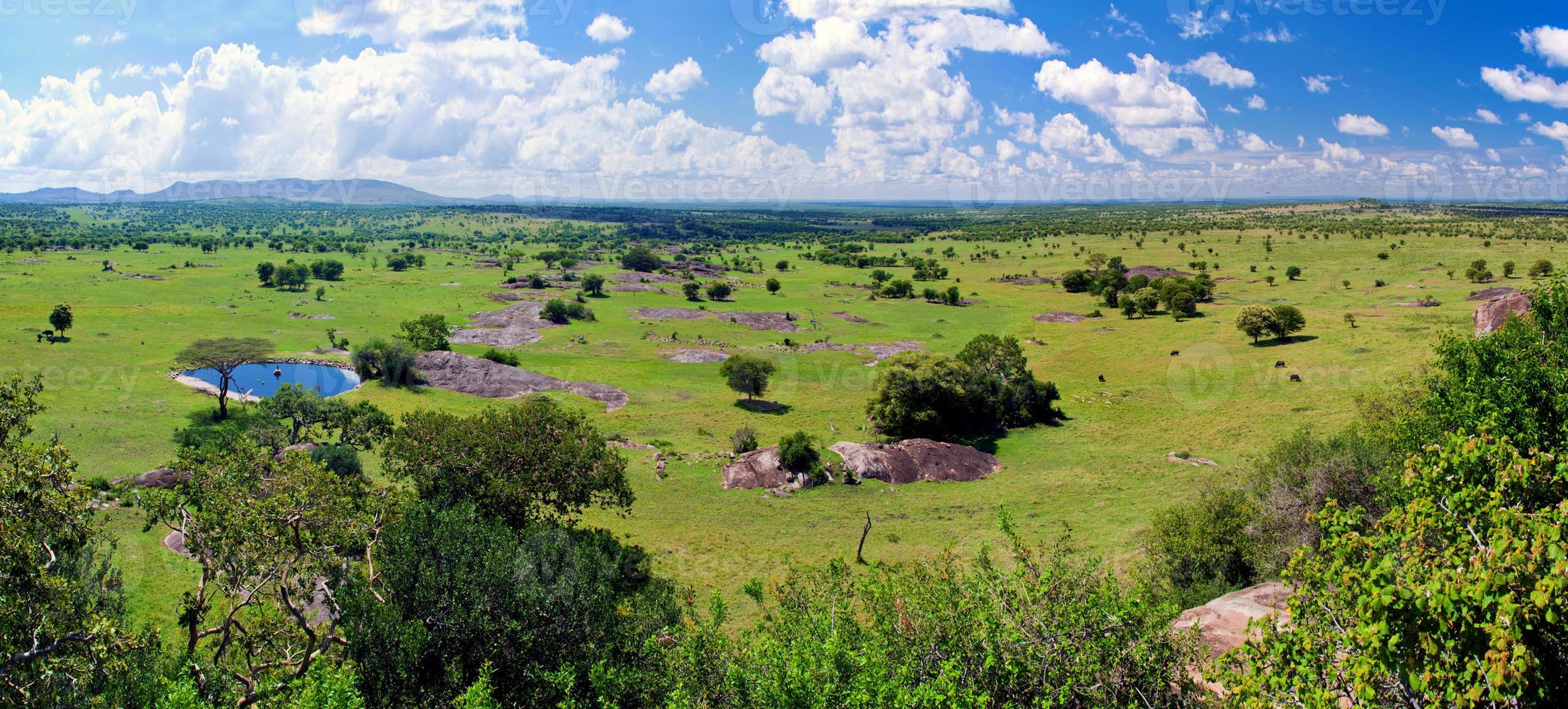 savannlandskap i serengeti, tanzania, afrika foto