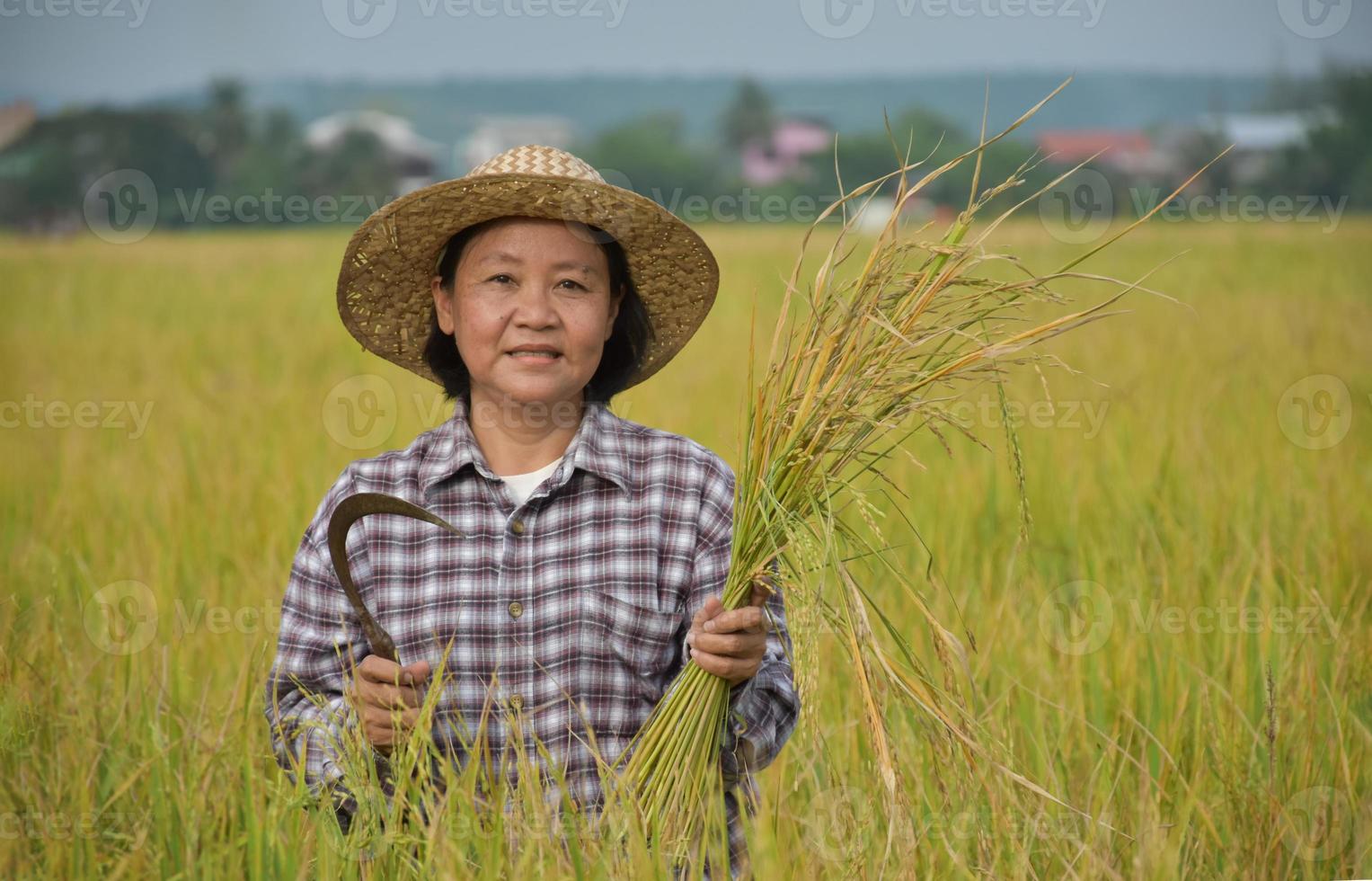 porträtt av en äldre asiatisk kvinna bonde som håller en bukett ris och skörd skäran nära hennes risfält glatt. lyckligt liv koncept foto