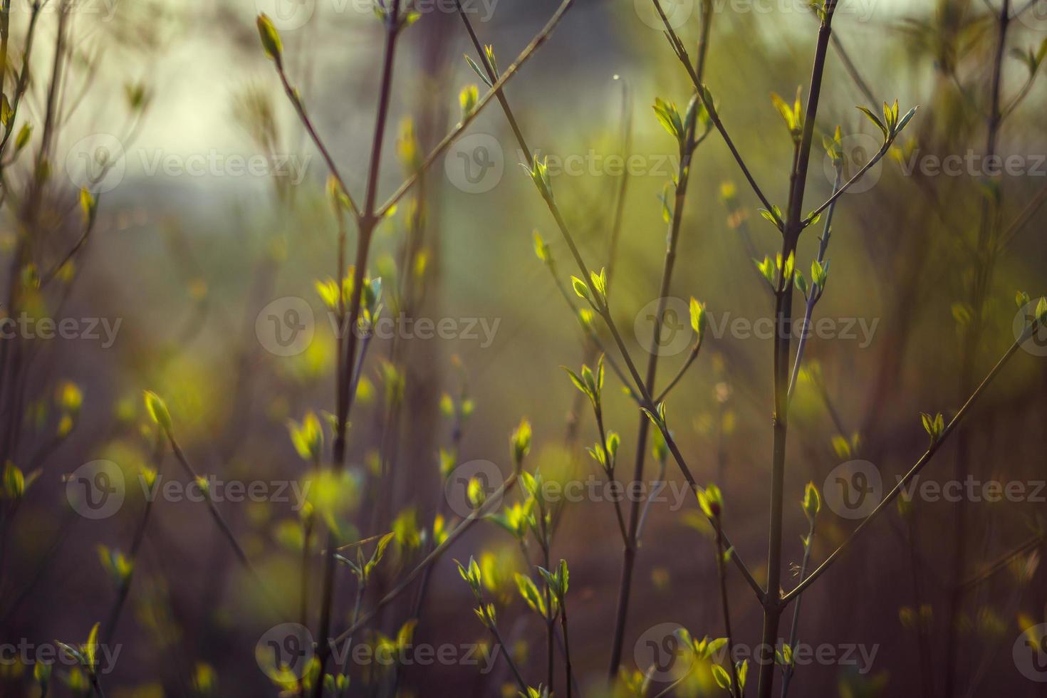 träd blommar på våren. grenar av ett träd med små gröna blad. bakgrund ljusgrön. frontvy foto