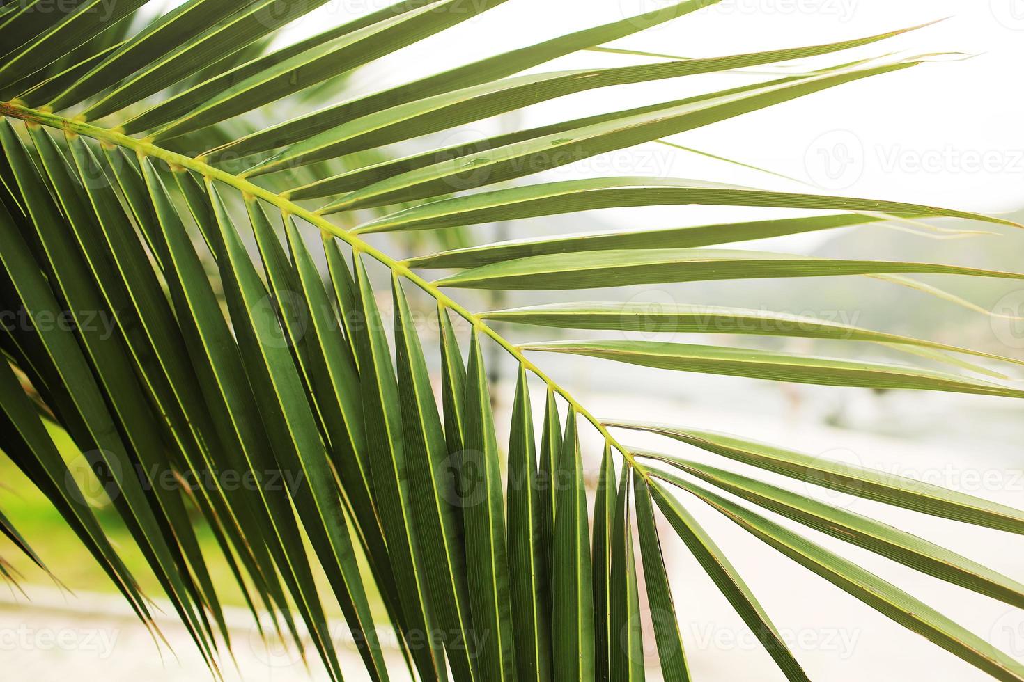 grönt palmblad. tropisk ö djungel abstrakt foto. solig dag på exotisk plats. turist hotell eller resort banner mall. fluffiga blad av kokospalm. tropiskt paradis foto