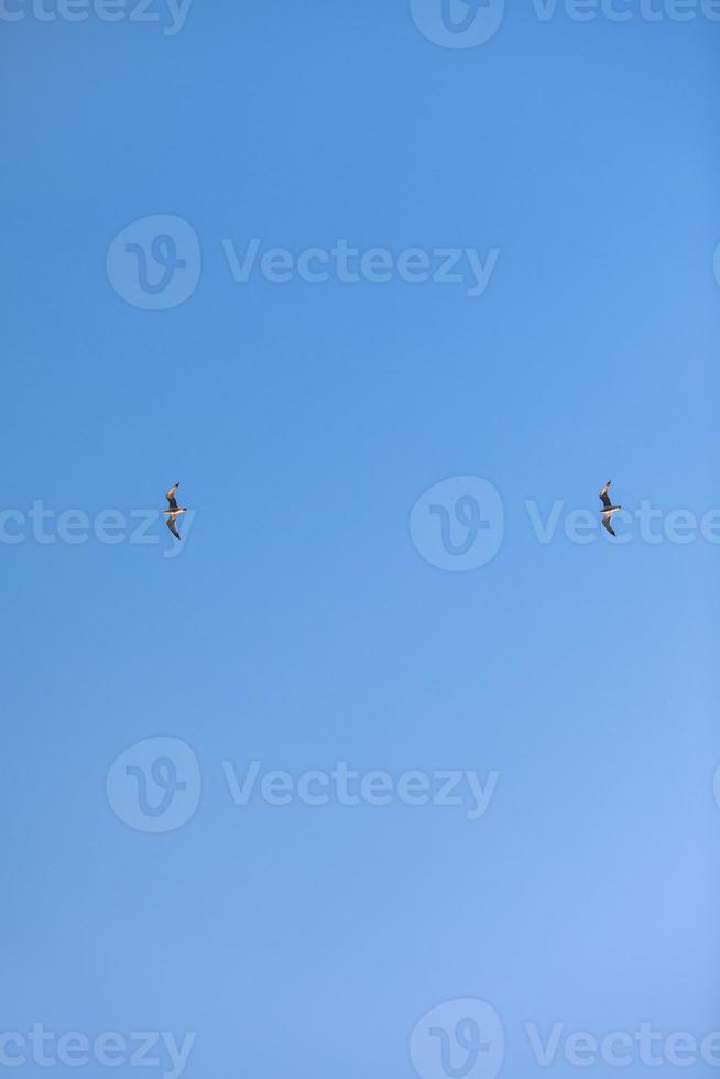 två fåglar flygande mås isolerad himmel symbol för frihet koncept. vita måsar på himlen foto