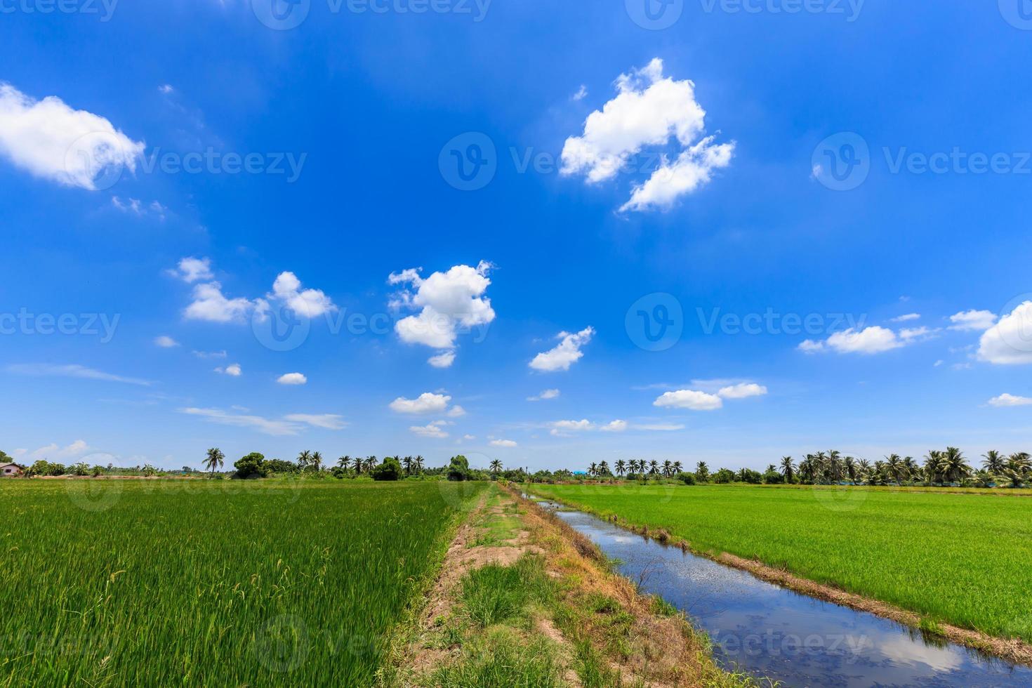 risfält grönt gräs blå himmel foto