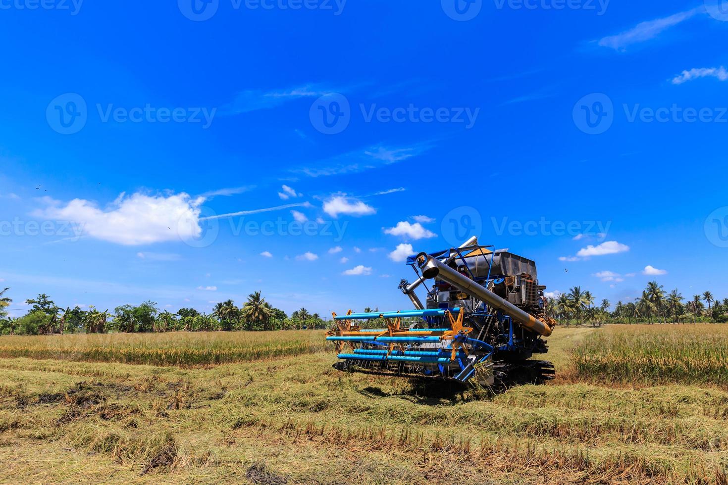skördetröska i risfält foto