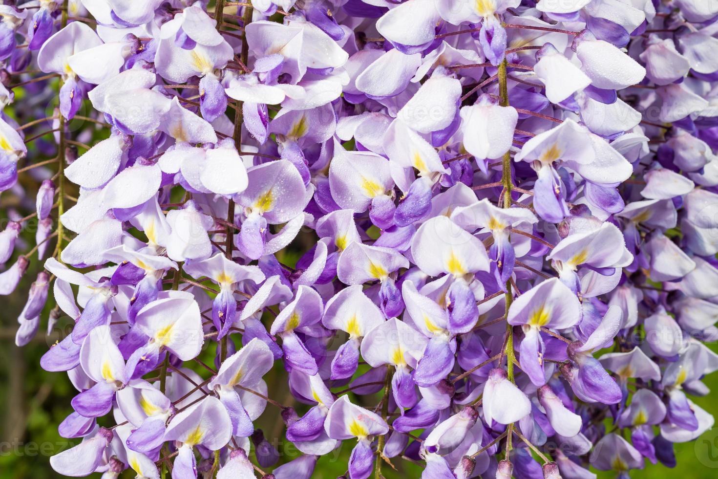 vårrosa blomma visteria i trädgården foto