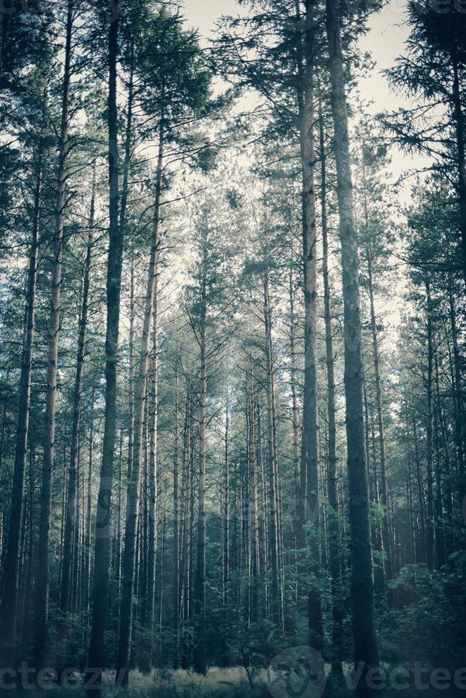 dimmig, lynnig skog med höga träd. foto