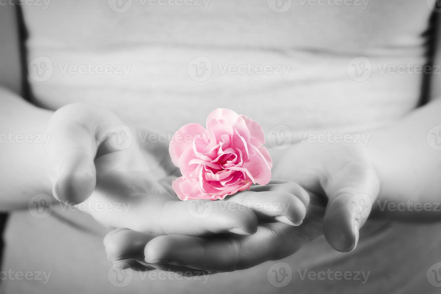rosa mjuk blomma i kvinnans händer. spa, skydd, vård. foto