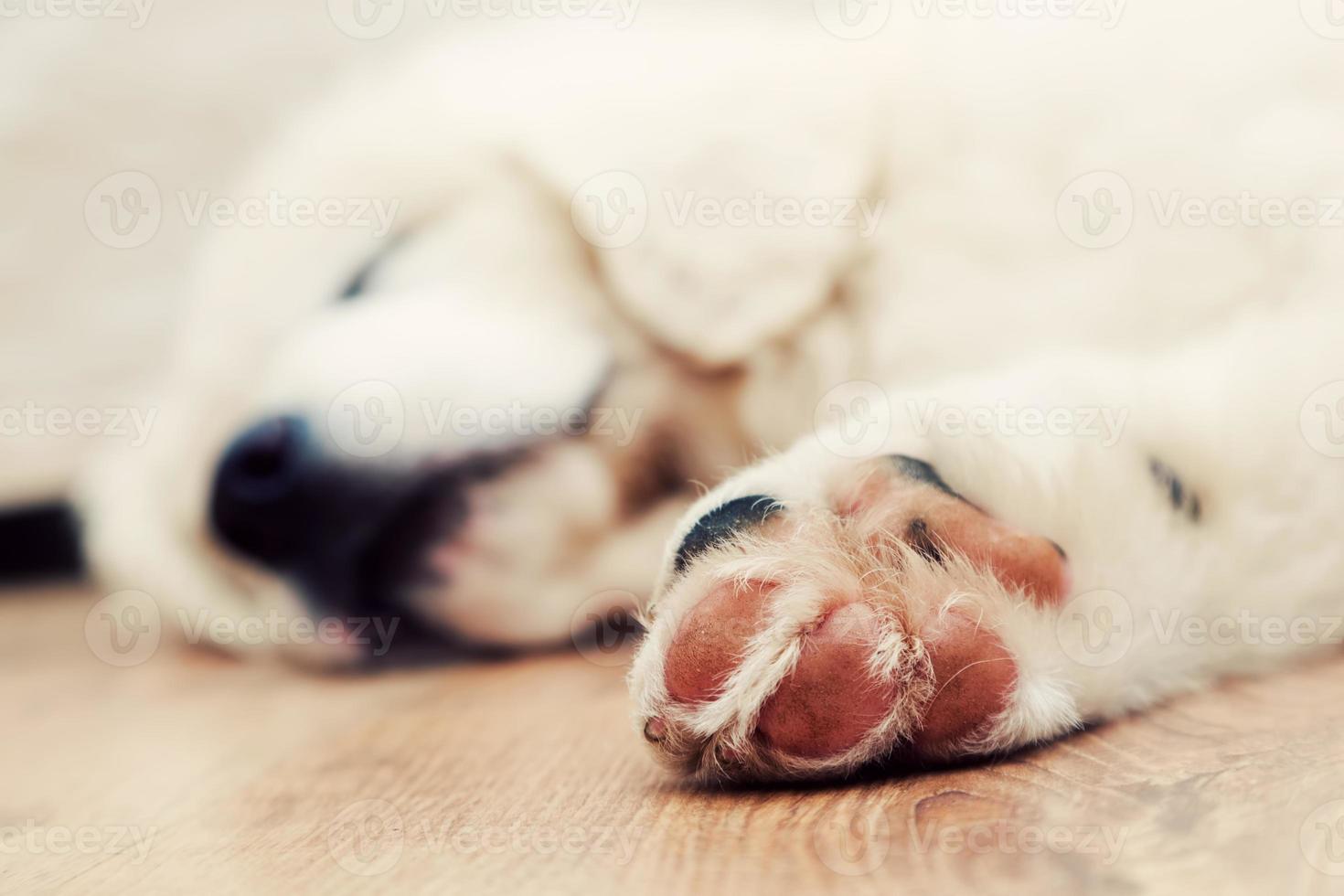 söt vit hundvalp sover på trägolv. polsk tatra fårhund foto